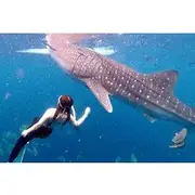 Save 6.14%! Boodle Fight Breakfast, Whale Shark Watching & Canyoneering