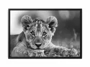 Baby Lion Framed Print Fine Art Poster Print