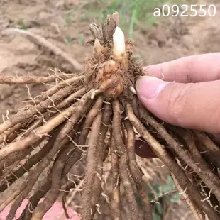 蘆筍苗種根 四季種植陽台庭院種植多年生綠植家庭蔬菜蘆筍苗