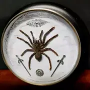 Real tarantula specimen pinned in upcycled wooden clock Hand Crafted Display