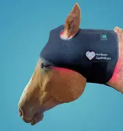 NE EquiWellness Horse Red Light Therapy Poll Cap Near Infrared Equine Massage