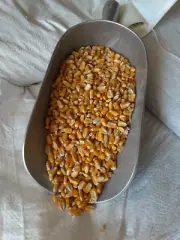 Shelled CORN Feed Whole Squirrel Wildlife Deer Turkey Chipmunk Bird (5 or 10 lb)