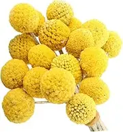 Pcs Dried Flowers Balls Bouquet No Water Needed for Wedding Birthday Decor