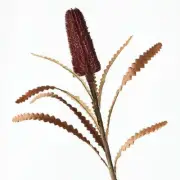 Artificial Australian Native Premium Banksia Pencil Praemorsa Flower Stem - B...
