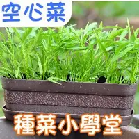 在飛比找蝦皮購物優惠-【現貨】【全館590免運】種菜小學堂-空心菜(蕹菜) #有機