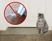 KittySmart Carpet Scratch Stopper-Stop Cats from Scratching Carpets at Doorwa...