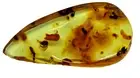 Golden Copal Amber: 4 millipedes, 1 earwig, 7 white ants, 3 beetles 10.2 grs