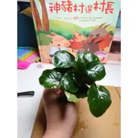 在飛比找蝦皮購物優惠-四葉草水生植物。水草造景-圓葉榕枕木🌱