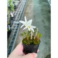 在飛比找蝦皮購物優惠-新品 Den. moniliforme 日本長生蘭 花香 矮