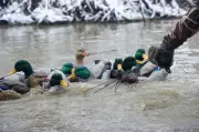 RIG' EM RIGHT WATERFOWL 36" XTREME TX DECOY ANCHOR KITS AVERY, AVIAN X, DAKOTA
