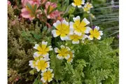 POACHED EGG PLANT / Limnanthes douglasii seeds - Standard Packet (see description for seed quantity)