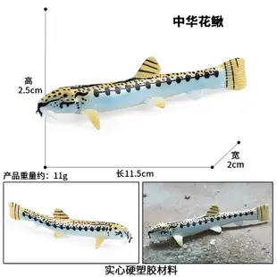 仿真固體海洋生物模型皮皮蝦螳螂蝦耙兒童科學教育玩具