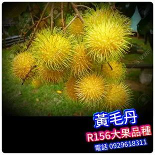 黃毛丹盆栽【嫁接粗大苗】R156離核品種Rambutan苗高約70-100公分，移植後約1年多產果！紅毛丹 水果苗