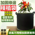 無紡布種植袋 加厚加高耐用植樹袋 陽臺樓頂月季果樹美植袋 育苗袋 移植袋 植栽袋 栽培袋 植物袋 不織布 無紡布有無提把