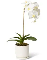 [Elme Living] Phalaenopsis Orchid Allegra Pot in White