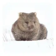 Wombat Drink Coaster (with cork backing) photographed in Tasmania