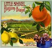 Marshall Canyon Little Cocker Spaniel Dog Orange Citrus Fruit Crate Label Print