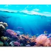 Underwater View of The Coral Reef Print 100% Australian Made 150 x 100cm (Stretched)