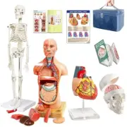 Evotech Human Body, Skeleton, Heart, Half Size Skull with Brain Models-Best A...