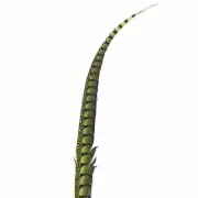 30" to 38" Lady Amherst Pheasant Side Tail Feather - Lime Green