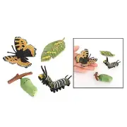 Life Cycle of a Monarch Butterfly， Nature Life Cycles Growth Model