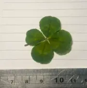 Four leaf clover lucky Charm 87