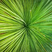 QPuzzles 506 Piece Jigsaw Puzzle - Aussie Grass Tree