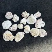15 Fused Purple Barnacles Clusters Crafting Sea Shells Seashells Barnacle Art CC