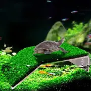Turtle Basking Platform Lawn Turtle Resting Basking Platform Simulation Grass...