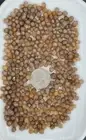 Natural Freeform Nice Quality of Hessonite Garnet Crystals From Mohmand Pakistan