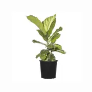 250mm Fiddle Leaf Fig - Ficus lyrata