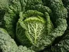 Cabbage, Savoy Vertus Green - Heirloom Vegetable by Life-Force Seeds Australia