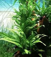 Broad Leave Java Fern - Beginner Fresh Water Live Aquarium Fish Tank Plant Easy