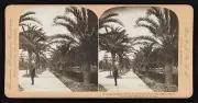 Photo:Avenue of date palms in the Paseo Genoves, Cadiz, Spain 1902