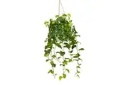 Glamorous Fusion Pothos Bush Artificial Fake Hanging Planter 104cm Decorative W/ Rope - Green