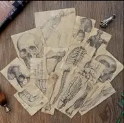 17-Piece Retro Anatomy Paper Set for Scrapbooking & Junk Journaling