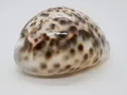 Cypraea Shell Cowry Cypraeidae Ovatipsa Seashell Beach Collectible Snail