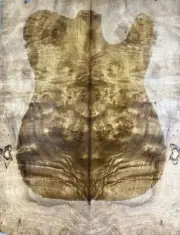 Figure Telecaster Guitar Top Worm-hole Golden Camphor Wood Burl Luthier Supply