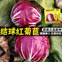 在飛比找露天拍賣優惠-高產量🎏結球紅菊苣種籽落地球生菜種子法國生菜特色紫色蔬菜四季