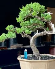 Bonsai Juniperus Sinensis | Bonsai Tree | Bonsai Premna | Medium size