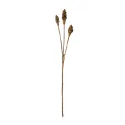 [Sleeping Giant] Cone Nut Spray Brown - 72cm