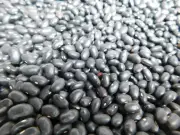 100% CERTIFIED ORGANIC BLUCK TURTLE BEANS - BUY IN BULK!