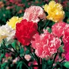 CARNATION DWARF FRAGRANCE Mix1000 seeds flower cottage garden easy grow