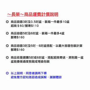 ~長榮~【紅猩猩楓樹】8吋（紅楓 觀賞花木 槭樹 紫葉槭 節能減碳 愛地球）