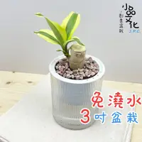 在飛比找蝦皮商城優惠-【小品文化】巴西鐵樹【現貨】3吋條紋圓免澆水盆栽 懶人盆栽 