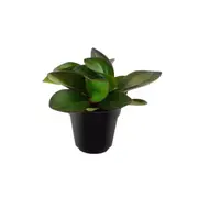 120mm Peperomia Red Tundra PBR