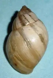 Bulimulus sp. - ORTHALICIDAE - Argentina Land Snail Shell - 20mm F++ #641