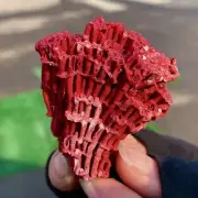 14G Natural Red coral reef Cluster Ocean Mineral Crystal Specimen