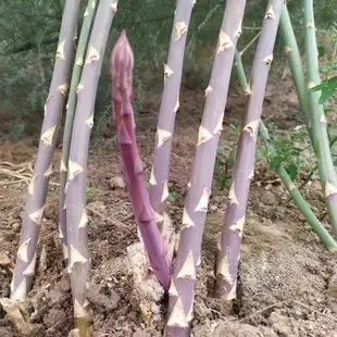 🔥蘆筍根苗🔥綠色蘆筍紫色水果蘆筍根莖多年生苗四季種植 多年生老菜苗 種一次吃一世 多次採收