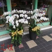 在飛比找PChome商店街優惠-台北花蝶網路花店~落地蝴蝶蘭花豪華壯觀適合送喪宅會場表達無限